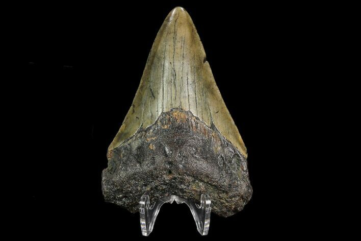 3.11" Fossil Megalodon Tooth - North Carolina